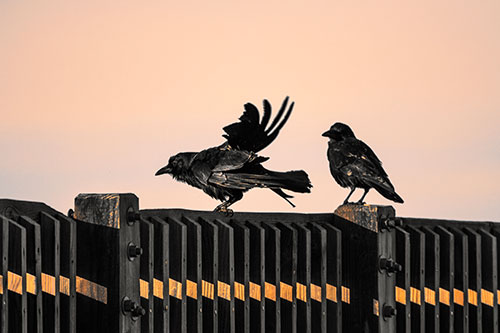 Two Crows Gather Along Wooden Fence (Orange Tint Photo)