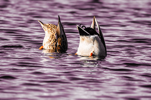 Two Ducks Upside Down In Lake (Orange Tint Photo)