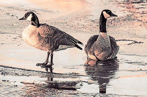 Two Geese Embrace Sunrise Atop Ice Frozen River (Orange Tint Photo)
