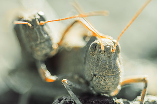 Two Grasshopper Buddies Smiling Among Sunlight (Orange Tint)