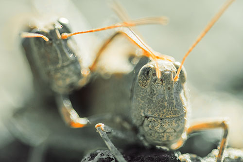 Two Grasshopper Buddies Smiling Among Sunlight (Orange Tint Photo)