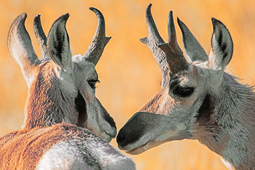 Two Loving Pronghorns Kissing Each Other (Orange Tint)