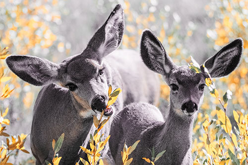 Two Mule Deer Enjoying Leafy Breakfast (Orange Tint)