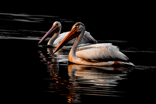 Two Pelicans Floating In Dark Lake Water (Orange Tint Photo)
