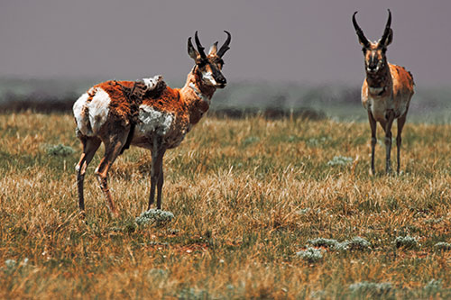 Two Shedding Pronghorns Among Grass (Orange Tint Photo)