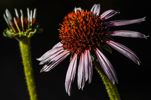 Two Towering Coneflowers Blossoming (Orange Tint Photo)