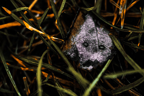 Upset Decaying Leaf Face Hiding Among Twisting Grass Blades (Orange Tint)