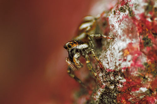 Vertical Perched Jumping Spider Extends Fangs (Orange Tint Photo)