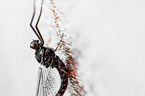 Vertical Perched Mayfly Sleeping (Orange Tint Photo)