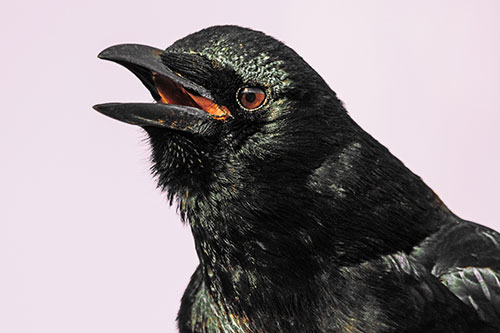 Vocal Crow Cawing Towards Sunlight (Orange Tint)