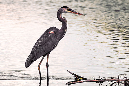 Wading Great Blue Heron Hunting Fish (Orange Tint)