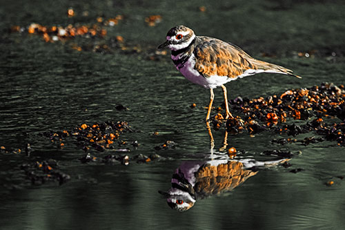 Wading Killdeer Wanders Shallow River Water (Orange Tint Photo)