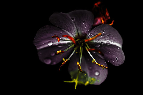Water Droplet Primrose Flower After Rainfall (Orange Tint Photo)