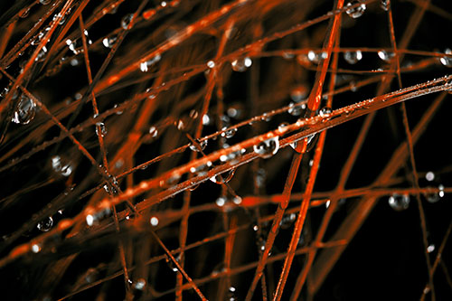 Water Droplets Hanging From Grass Blades (Orange Tint Photo)