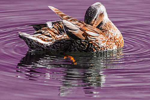 Water Rippling Mallard Duck Grooming Self (Orange Tint)