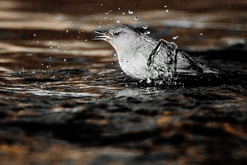 Water Splashing American Dipper Feasting On Larvae (Orange Tint)