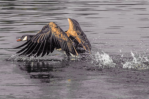 Water Splashing Canadian Goose Taking Flight Off Lake (Orange Tint)