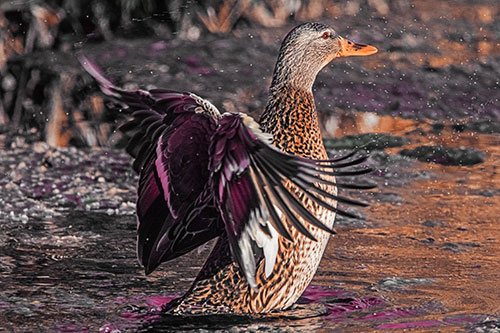 Water Splashing Mallard Duck Flapping Wings Among Pond (Orange Tint Photo)