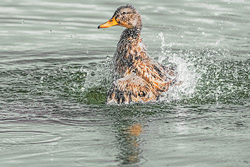 Water Splashing Mallard Duck Taking Bird Bath (Orange Tint)