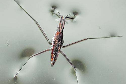 Water Strider Perched Atop Calm River (Orange Tint Photo)