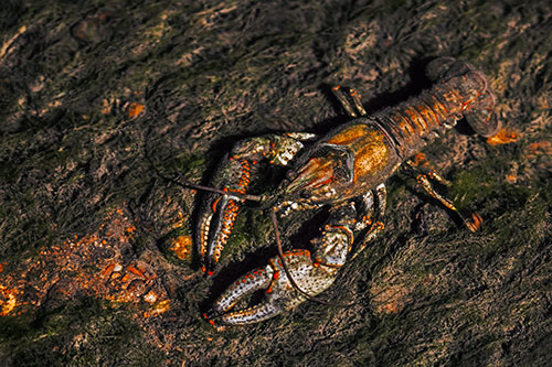 Water Submerged Crayfish Crawling Upstream (Orange Tint Photo)