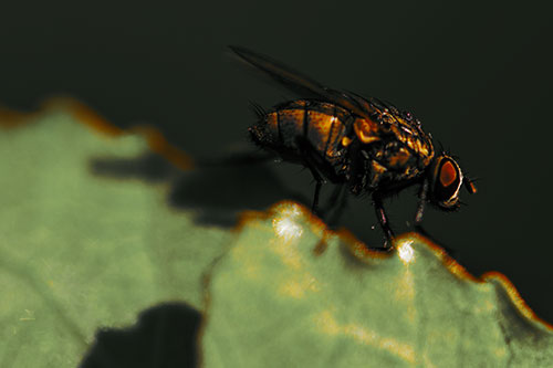 Wet Cluster Fly Walks Along Leaf Rim Edge (Orange Tint Photo)