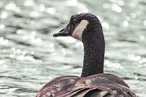 Wet Headed Canadian Goose Among Glistening Water (Orange Tint)