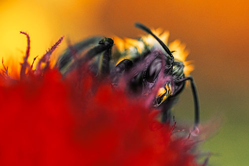 Wet Honey Bee Hiding Among Blanket Flower (Orange Tint)