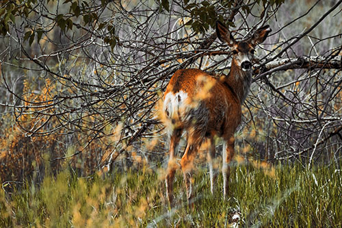 White Tailed Deer Looking Backwards Atop Grassy Pasture (Orange Tint Photo)