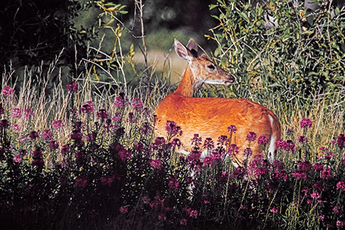 White Tailed Deer Looks Back Among Lily Nile Flowers (Orange Tint)