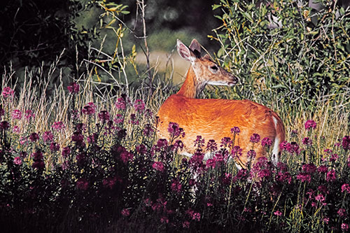 White Tailed Deer Looks Back Among Lily Nile Flowers (Orange Tint Photo)