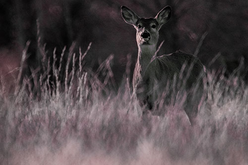 White Tailed Deer Stares Behind Feather Reed Grass (Orange Tint Photo)