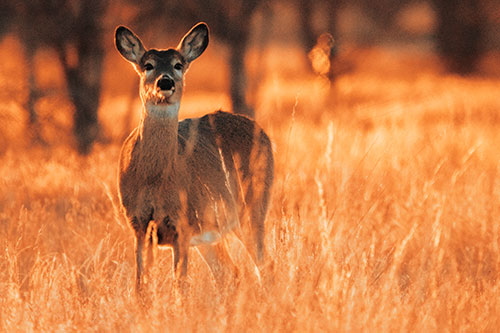 White Tailed Deer Watches With Anticipation (Orange Tint Photo)