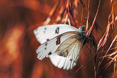 White Winged Butterfly Clings Grass Blades (Orange Tint Photo)