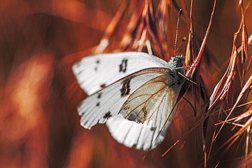 White Winged Butterfly Clings Grass Blades (Orange Tint)