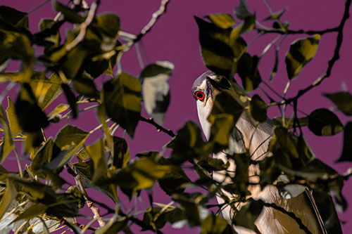 Wide Eyed Black Crowned Night Heron Looking Down From Tree Branch (Orange Tint)