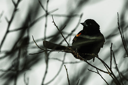 Wind Gust Blows Red Winged Blackbird Atop Tree Branch (Orange Tint Photo)