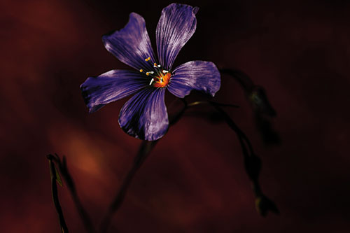 Wind Shaking Flax Flower (Orange Tint Photo)