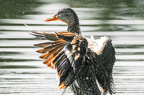Wing Flapping Mallard Duck Splashing Lake Water (Orange Tint)