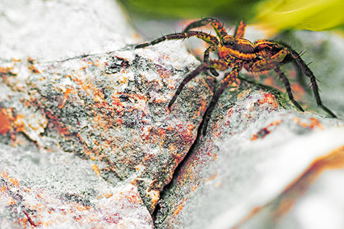 Wolf Spider Crawling Over Cracked Rock Crevice (Orange Tint Photo)