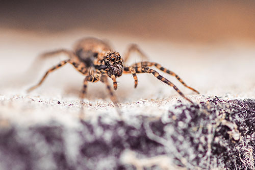 Wolf Spider Standing Along Rock Edge (Orange Tint)