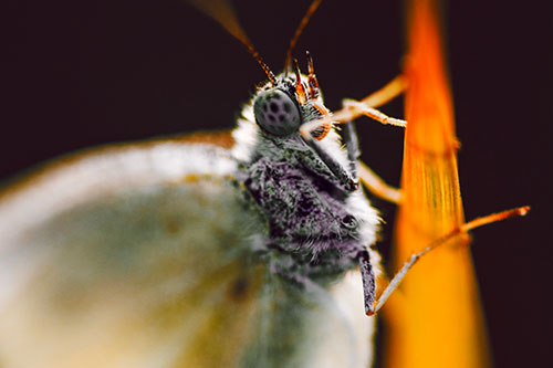 Wood White Butterfly Hugs Grass Blade (Orange Tint Photo)