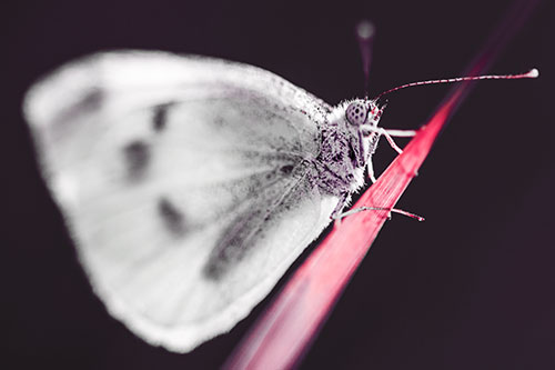 Wood White Butterfly Perched Atop Grass Blade (Orange Tint Photo)