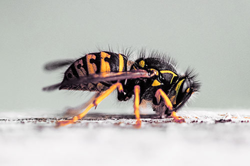 Yellowjacket Wasp Chewing Wood (Orange Tint)