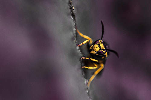 Yellowjacket Wasp Crawling Rock Vertically (Orange Tint Photo)