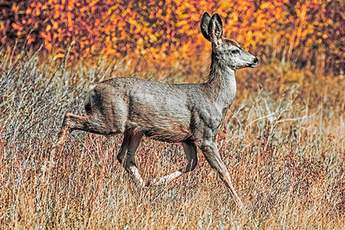 Young Mule Deer Galloping Across Grassland (Orange Tint)