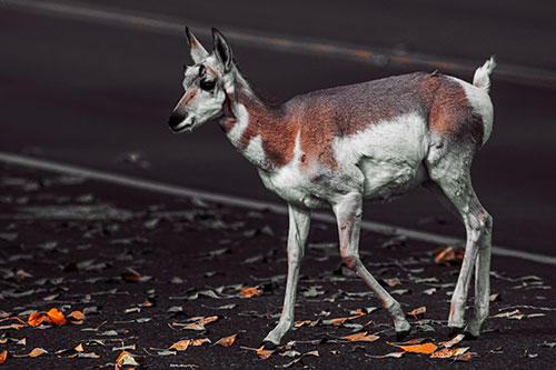 Young Pronghorn Crosses Leaf Covered Road (Orange Tint Photo)