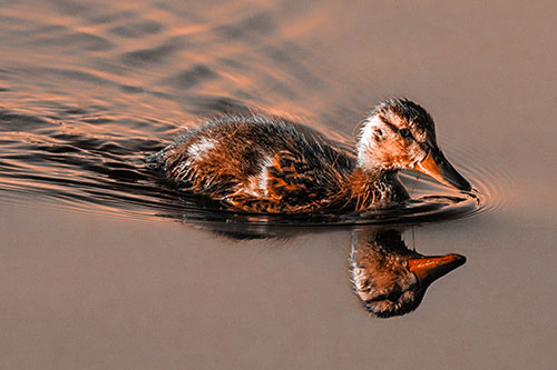 Aging Mallard Duckling Swimming Through Calm Water (Orange Tone)