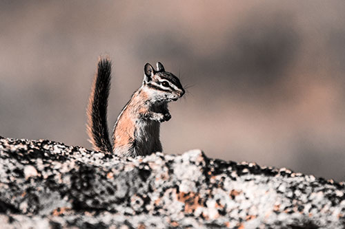 Alert Chipmunk Extending Tail Upwards (Orange Tone)