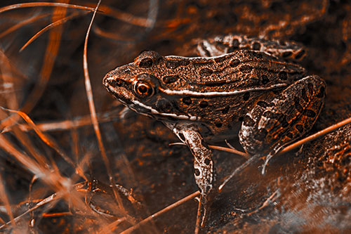 Alert Leopard Frog Prepares To Pounce (Orange Tone Photo)